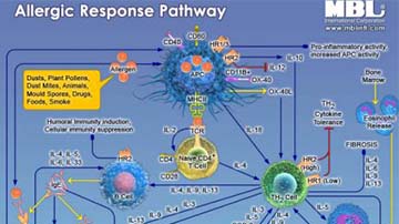 Allergic-Response-Pathway-3
