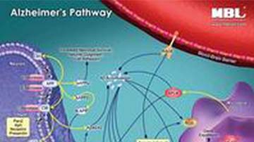 Alzheimers-Disease-Pathway-1