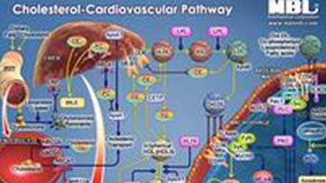 Cholesterol-Cardiovascular-Pathway-1