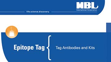 Epitope-Tag-Tag-Antibodies-and-Kits-1