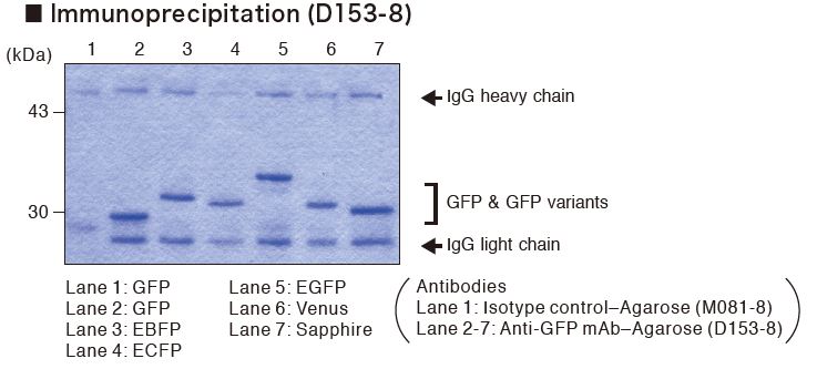 EpitopeGFP1
