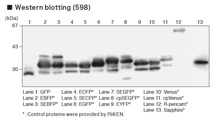 EpitopeGFP6