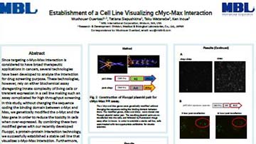 Establishment-of-a-Cell-Line-Visualizing-cMyc-Max-Interaction-1