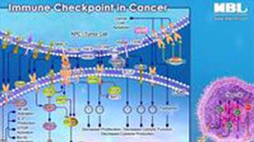 Immuno-Oncology-Pathway-1