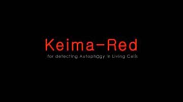 Keima-Red-1