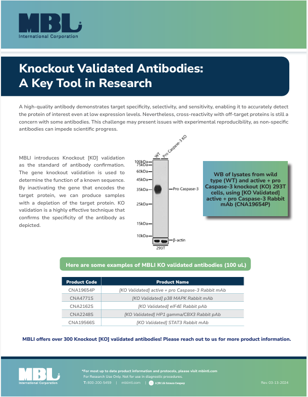 Knock out Antibodies Flyer Image-2