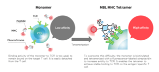 MBL_tetramers2