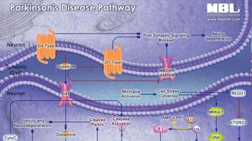 Parkinsons-Disease-Pathway-1