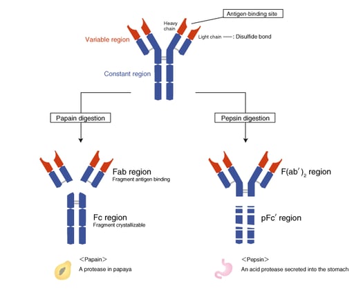 Structure of antibodies