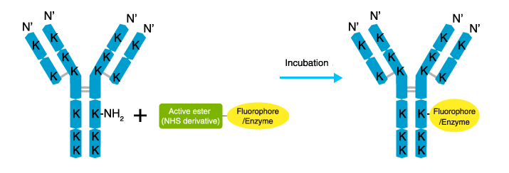 How to label antibodies