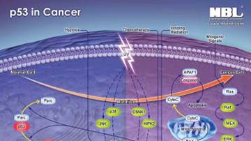 p53-in-Cancer-Pathway-1