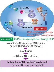 RNP Immunoprecipitation Featured Image