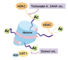 Histone deacetylase (HDAC)