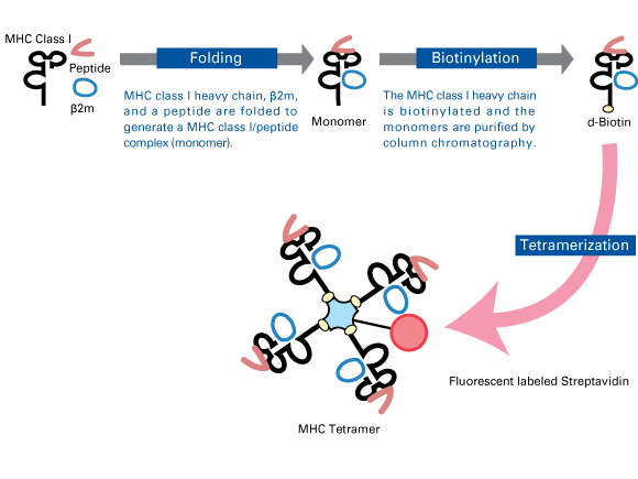 MAIT cells in the Immune Response